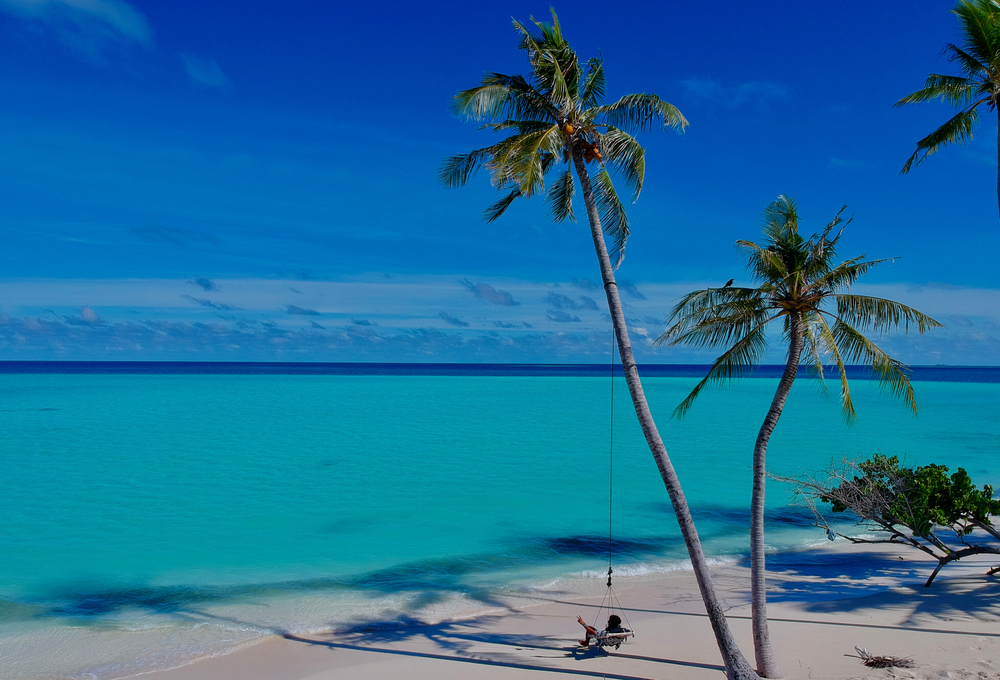 Palm Tree On The Beach